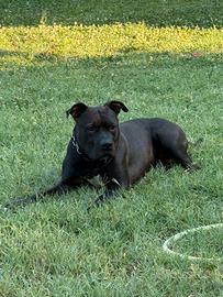 Amstaff per monta