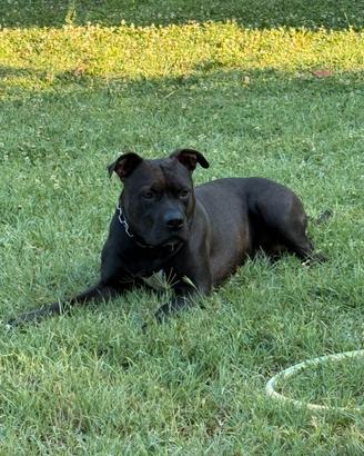 Amstaff per monta