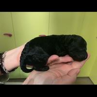 Barboncino nano con pedigree