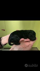 Barboncino nano con pedigree