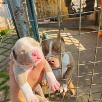 Cuccioli di pitbull ukc