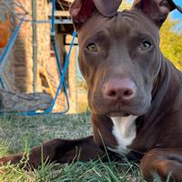 Pitbull 3 Anni in adozione