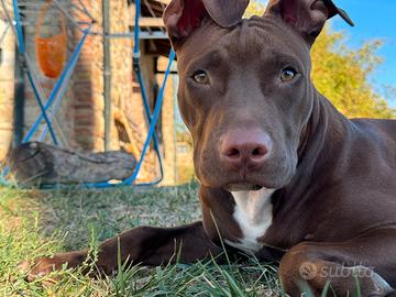 Pitbull 3 Anni in adozione