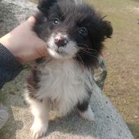 Cuccioli di border collie
