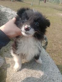 Cuccioli di border collie