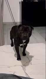 Staffordshire bull terrier
