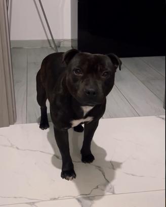 Staffordshire bull terrier