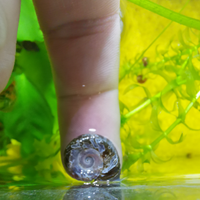 Lumache Planorbarius miste