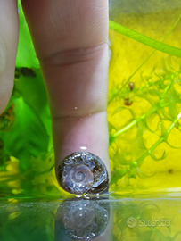 Lumache Planorbarius miste