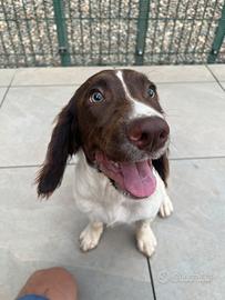 SPRINGER SPANIEL INGLESE PEDIGREE ENCI