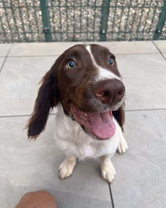 SPRINGER SPANIEL INGLESE PEDIGREE ENCI