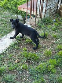 Pastore Belga