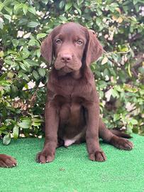 Labrador pedigree