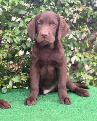 Labrador pedigree