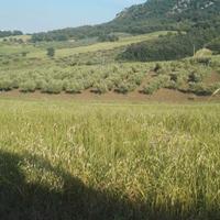 Terreno Agricolo Uliveto 3500 mq