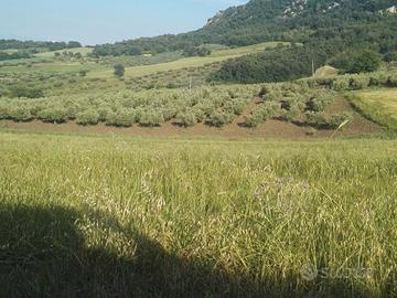 Terreno Agricolo Uliveto 3500 mq