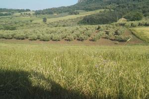 Terreno Agricolo Uliveto 3500 mq