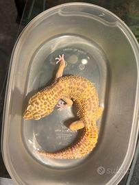 Geco leopardino
