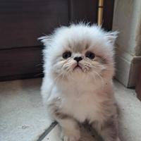 Gattino persiano