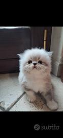 Gattino persiano