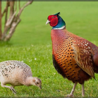 Coppia Fagiani mongolia