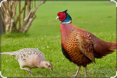 Coppia Fagiani mongolia