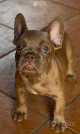 Bulldog francese isabella