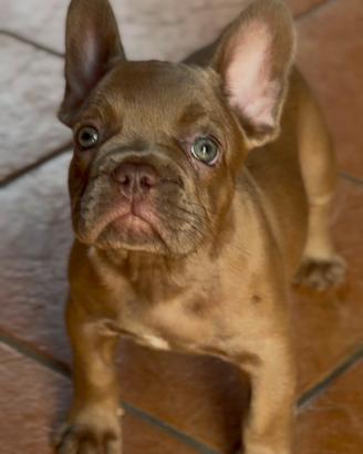 Bulldog francese isabella