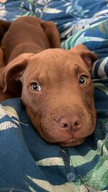 Cuccioli di pitbull red nose