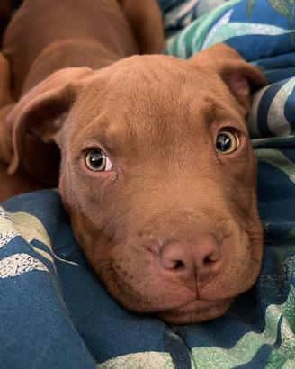 Cuccioli di pitbull red nose