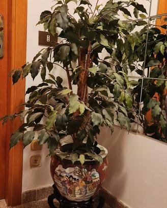 Ficus Benjamin artificiale con vaso orientale 