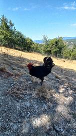 gallo marans nero