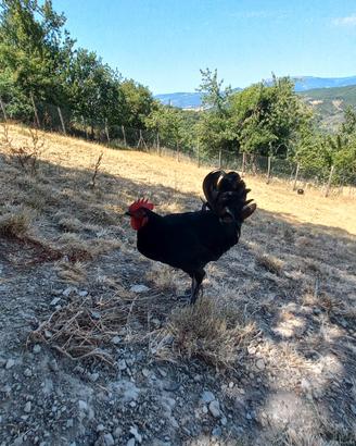 gallo marans nero