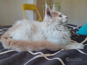 Maine coon cucciolo