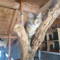 Gatti maine coon
