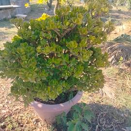crassula ovata 
