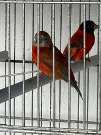 Cardinalino del Venezuela