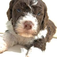 Lagotto romagnolo