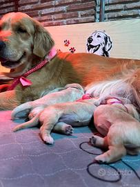 Cucciole goldenretrivers