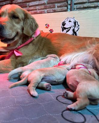 Cucciole goldenretrivers