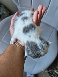 Gatto persiano ipertipico femmina