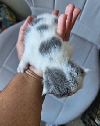 Gatto persiano ipertipico femmina
