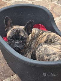 Bulldog 8 mesi