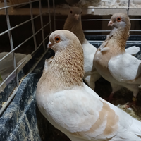 Colombi ornamentali Reggianini