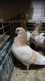 Colombi ornamentali Reggianini