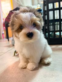 Cuccioli di Biewer Yorkshire terrier con pedigree