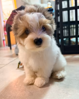 Cuccioli di Biewer Yorkshire terrier con pedigree