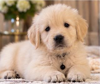 Cuccioli Golden Retriever - linee selezionate