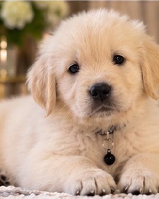 Cuccioli Golden Retriever - linee selezionate