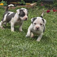 American Bully